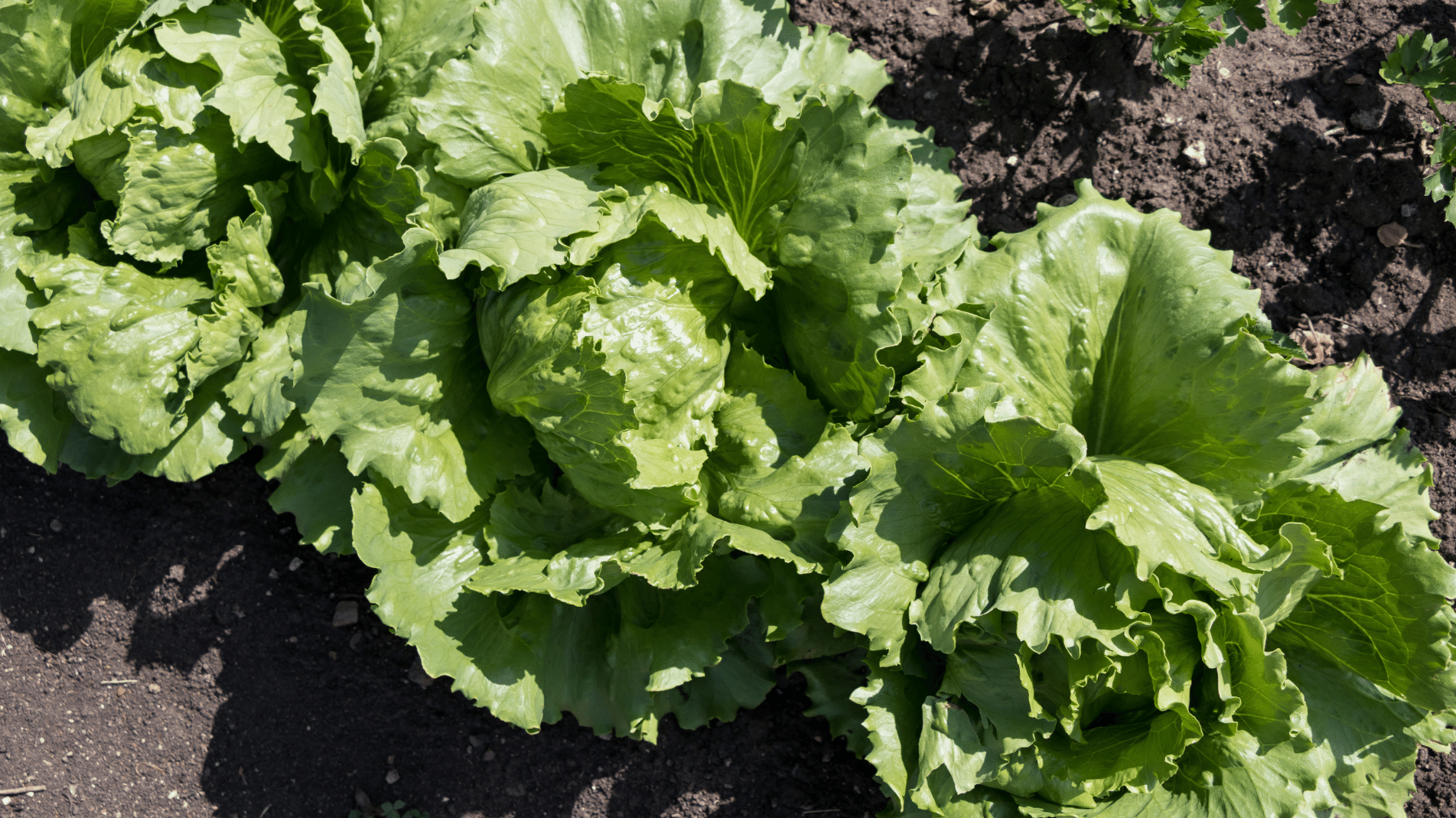 haxnicks- how to grow iceberg lettuce- easy way to grow lettuce-salad growing- ice berg lettuce close up