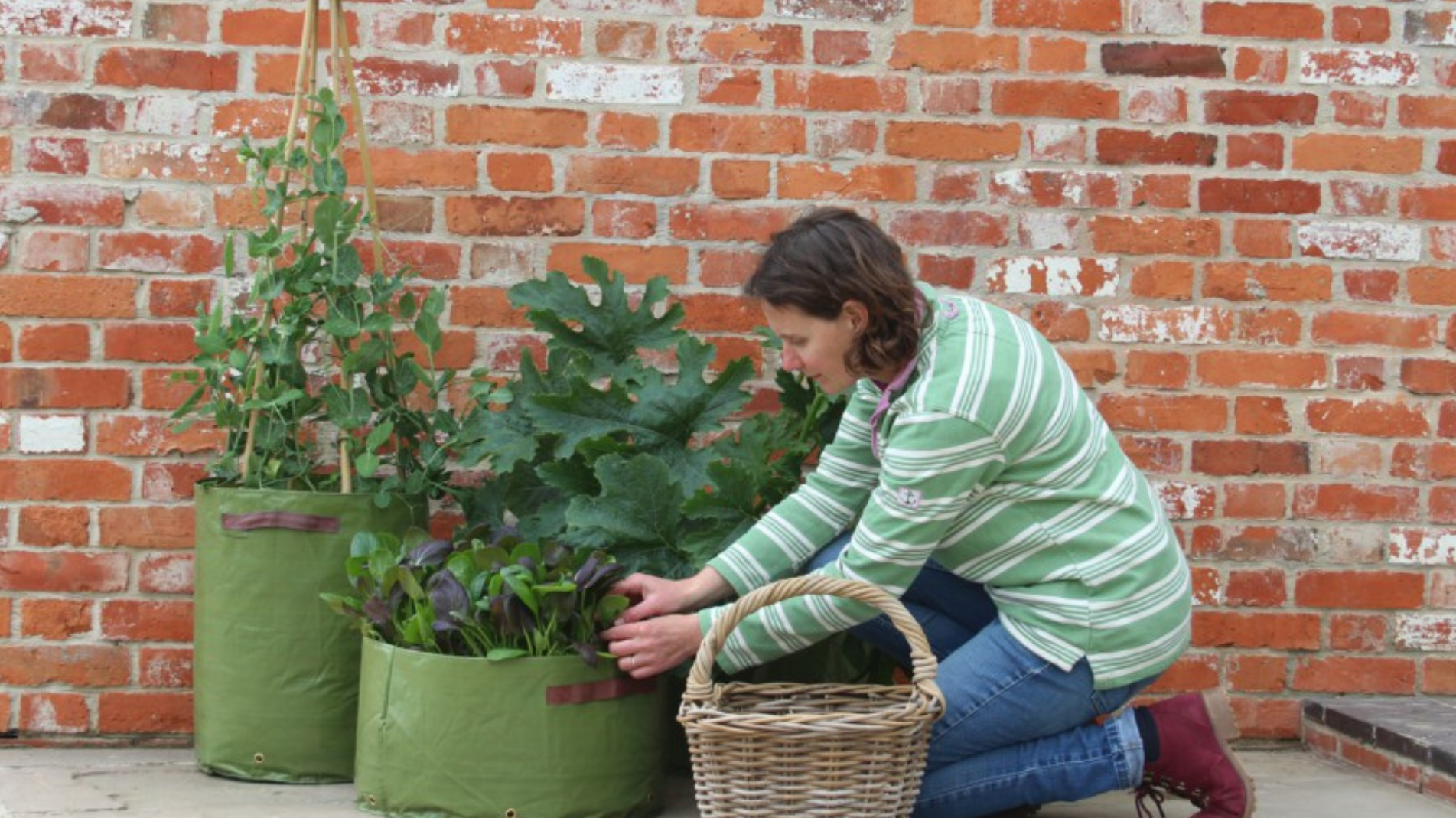 Container Gardening Guide