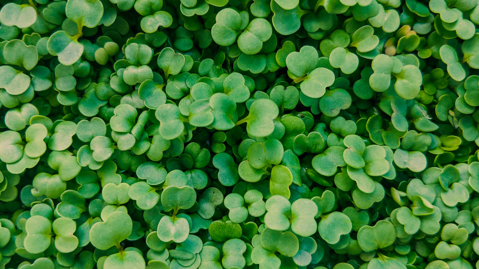 Microgreen Mats: the quick and clean way to grow nutritious little plants