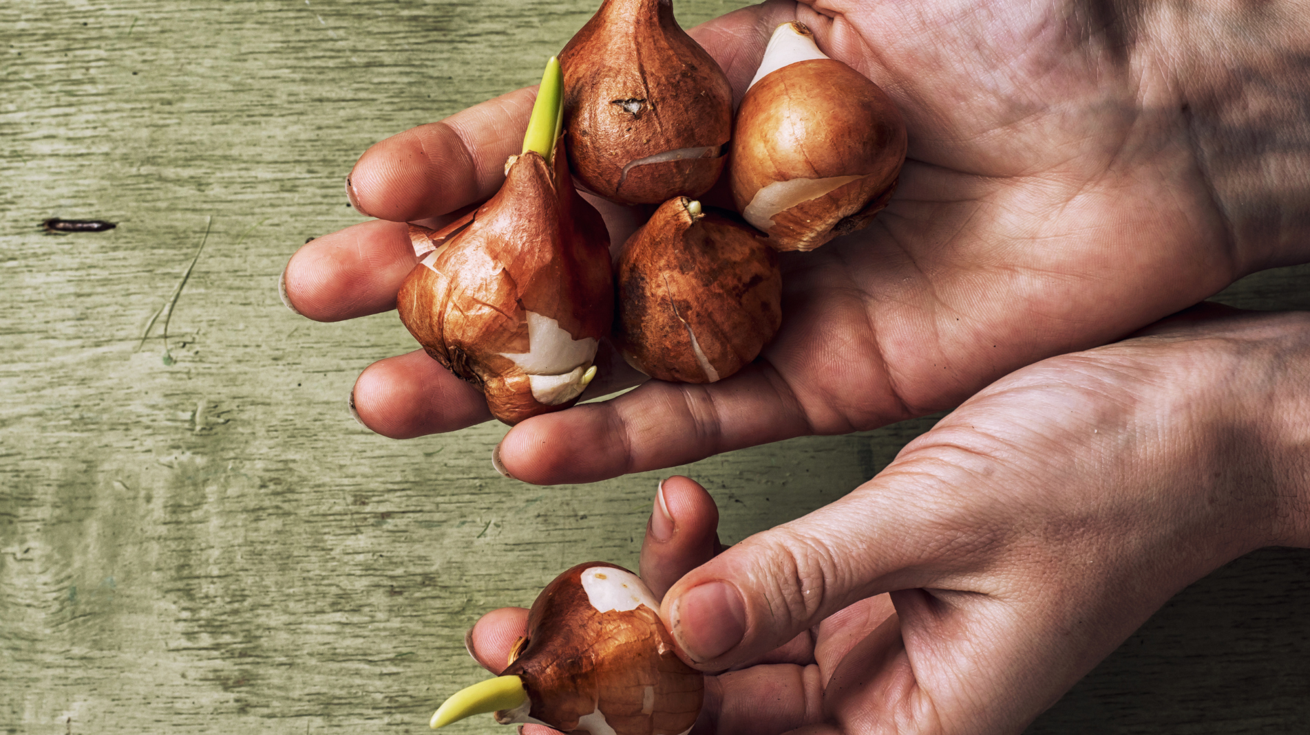 All you need to know about Autumn Container Gardening