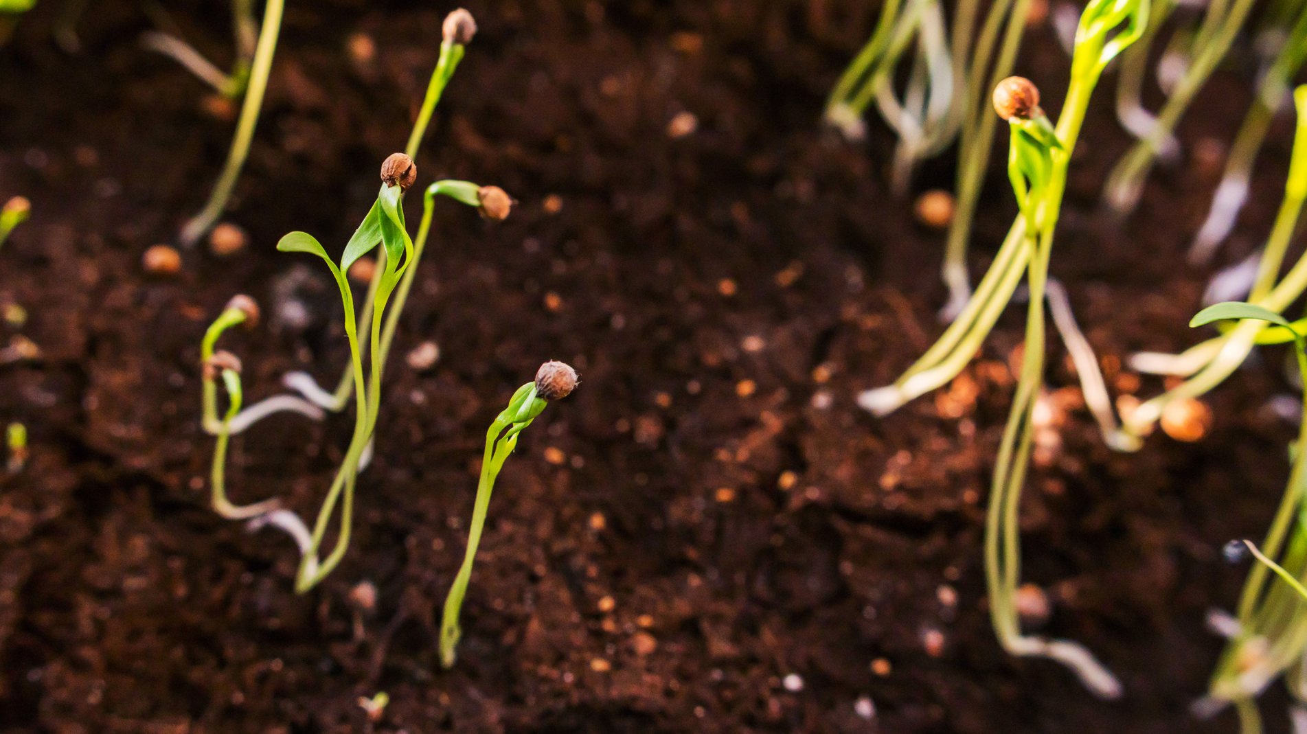 January Planting: Fruit and vegetables to plant in January