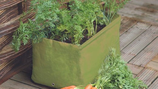 Haxnicks Carrot planter with carrots growing and harvested carrots on the ground next to it