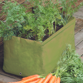 Haxnicks Carrot planter with carrots growing and harvested carrots on the ground next to it