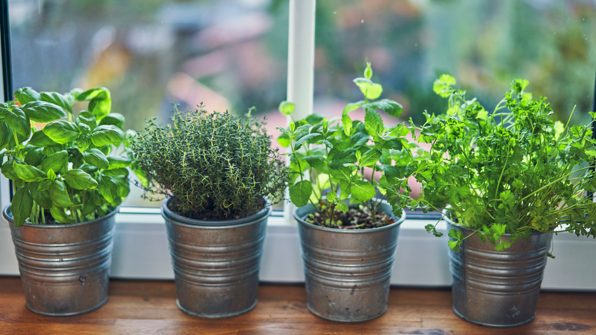 November Planting: Fruit and vegetables to plant in November