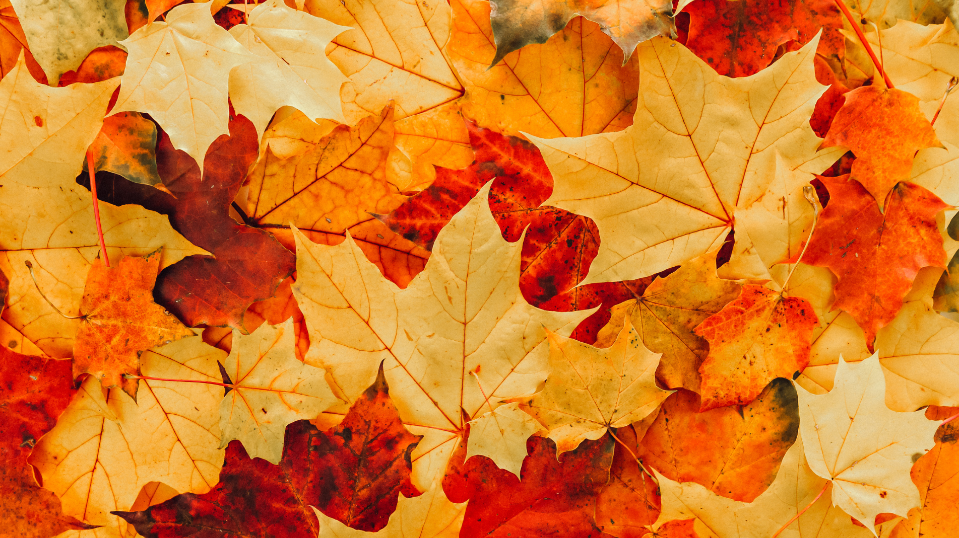 Pick up leaves the easy way this autumn!