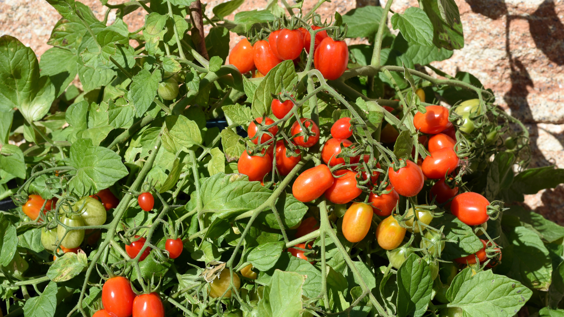 A Guide to Growing tomatoes in pots and planters