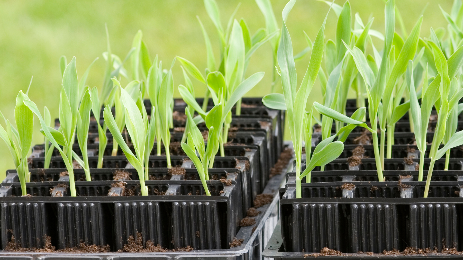 May planting: Fruit and vegetables to grow in May