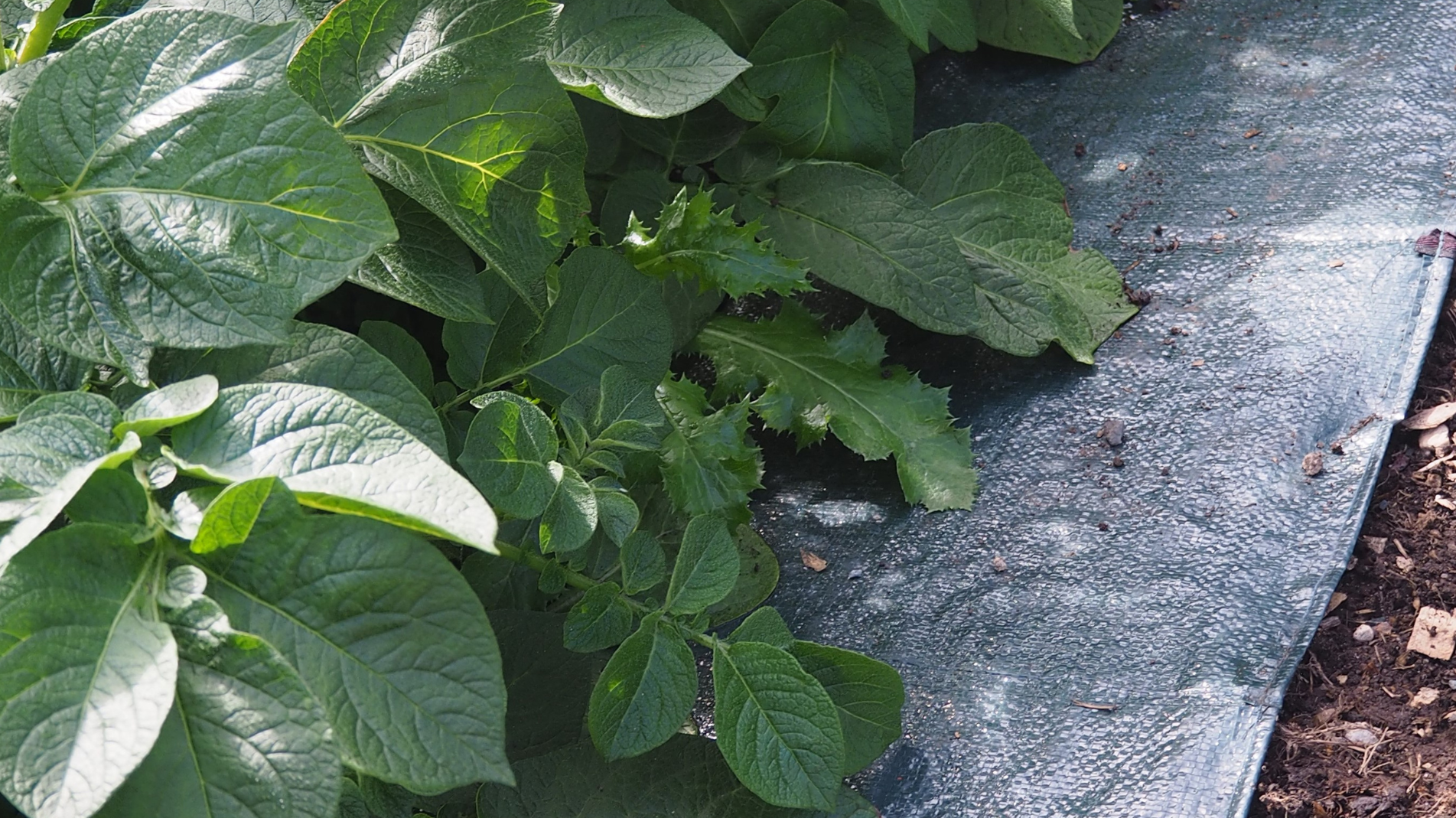 Need a Garden Path? Haxnicks EasyPath is the instant answer!