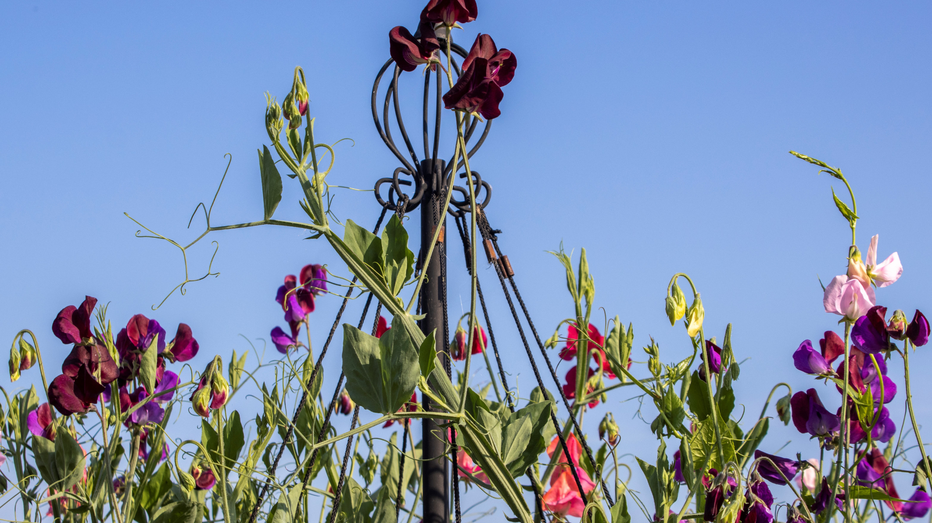 Pippa Greenwood: What to Sow in April in your garden