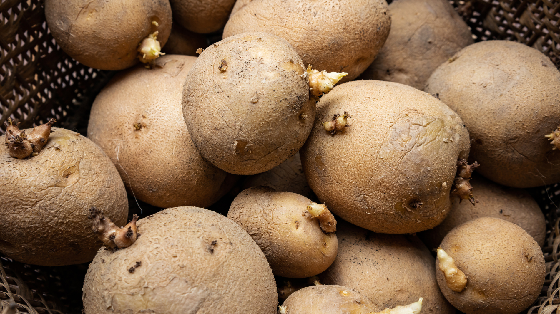 Haxnicks-potato_container_planters- get chitting ready for planting your seed potatoes- how to grow potatoes- potato planters with spuds