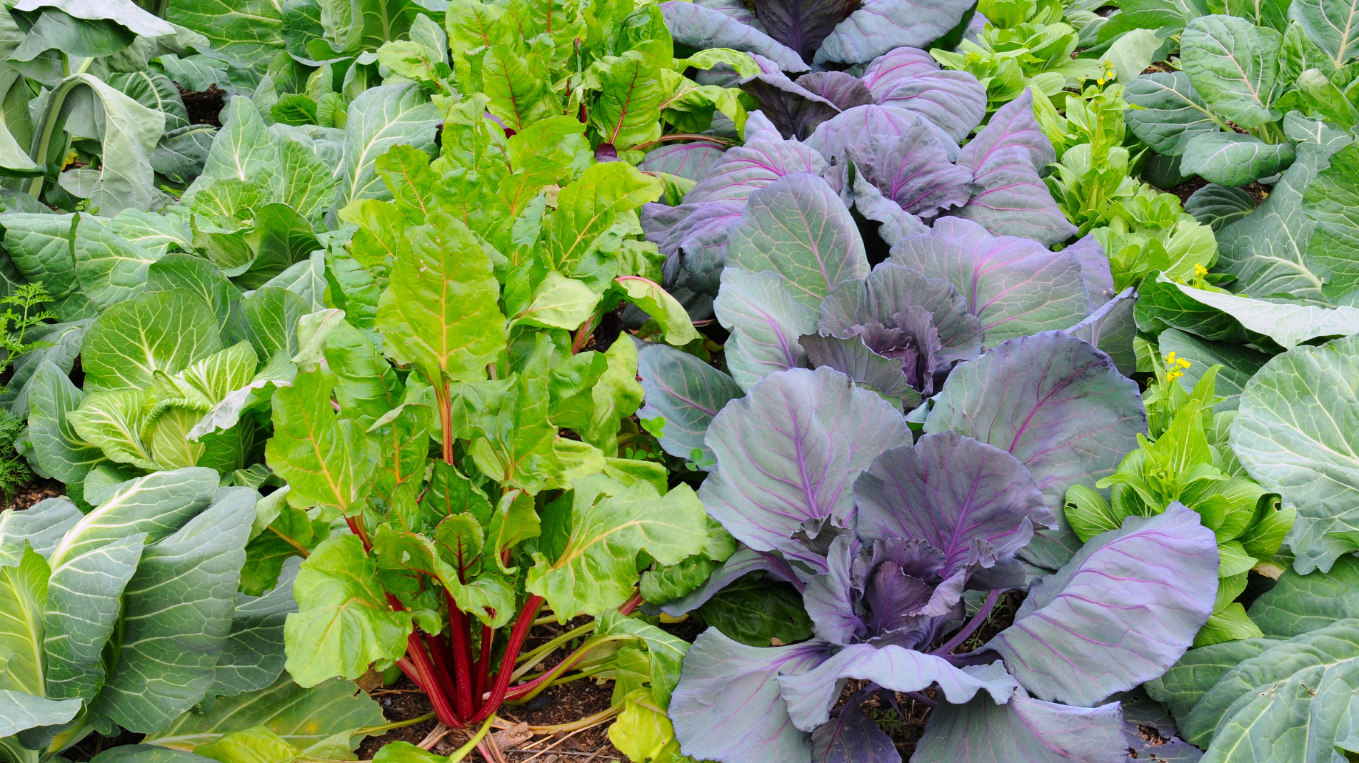 December Planting: Fruit and vegetables to plant in December