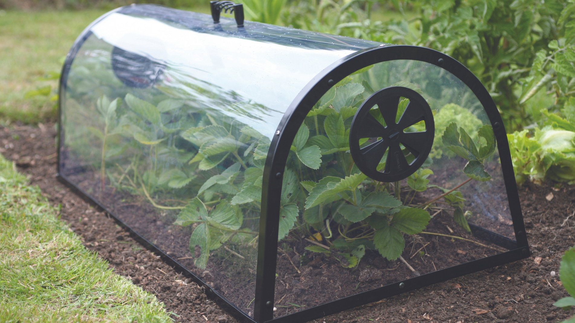 February Planting: Fruit and vegetables to plant in February