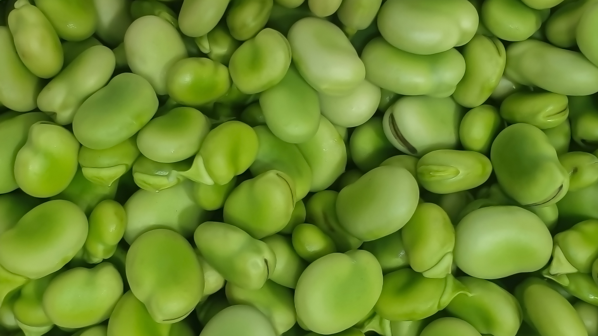 How to grow Broad Beans of fava beans in the Garden
