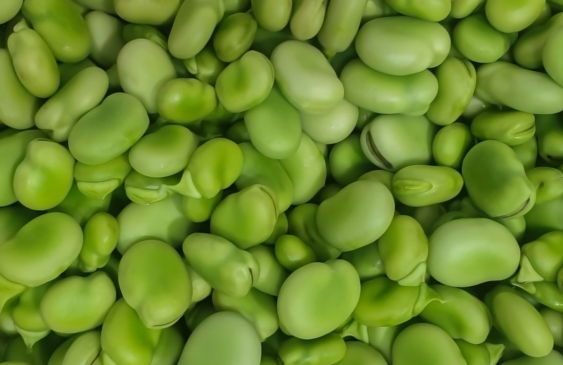 How to grow Broad Beans of fava beans in the Garden