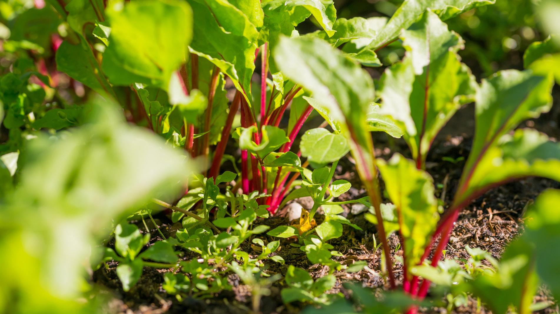 March Planting: Fruit and vegetables to plant in March