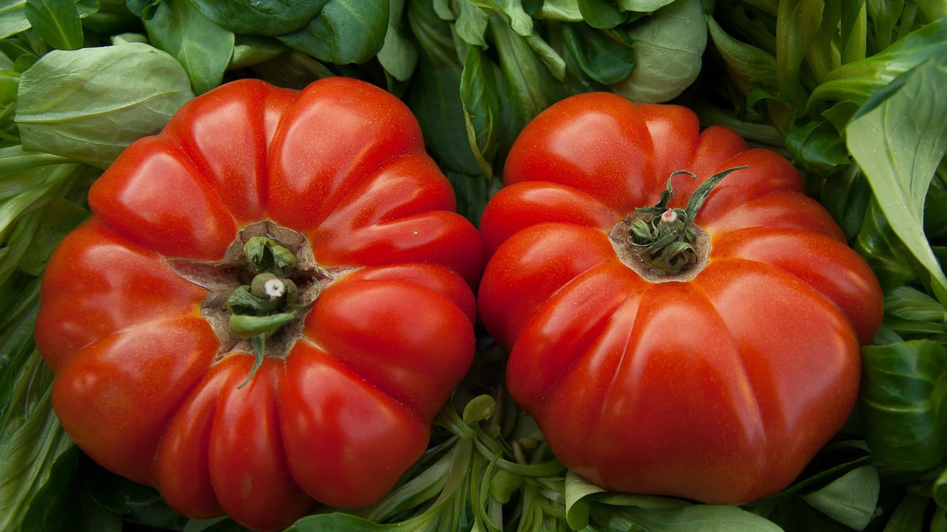 Beef tomatoes grown in Haxnicks Vigoroot