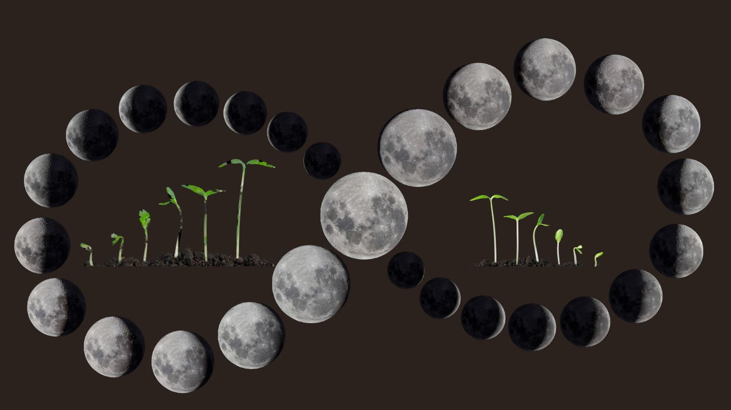 Your Guide to Lunar Gardening - Planting a Vegetable Garden with Lunar Phases