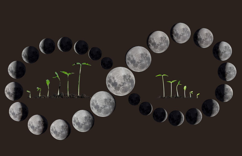 Your Guide to Lunar Gardening - Planting a Vegetable Garden with Lunar Phases