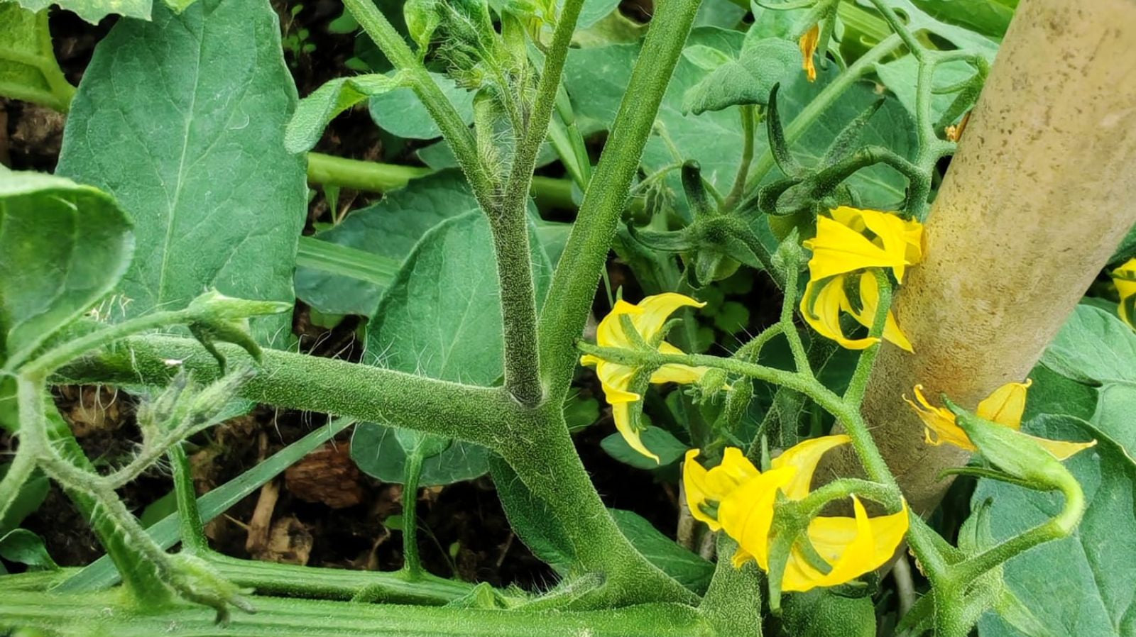 Your Ultimate Guide to Pruning Tomato Plants