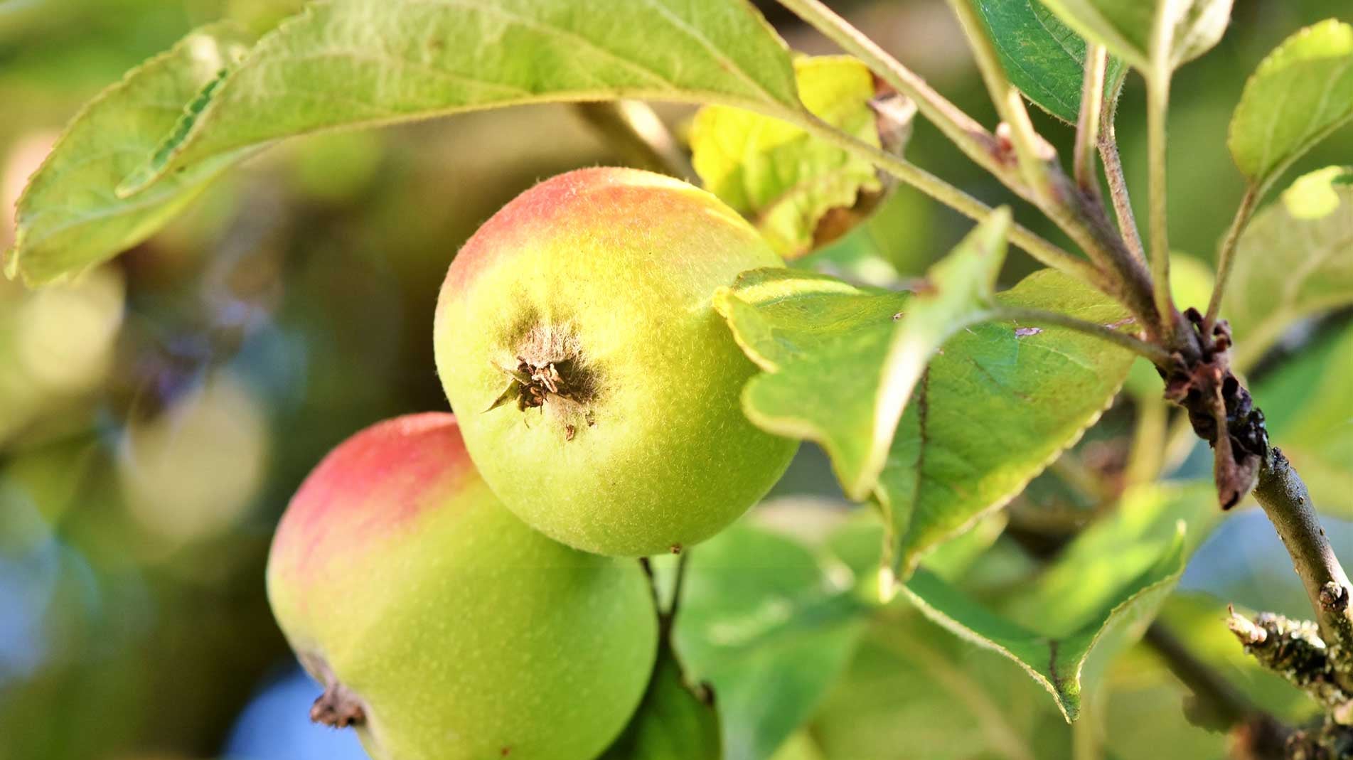 Apples on an apple tree with Haxnicks gardening tips how to grow apples from seed the best way