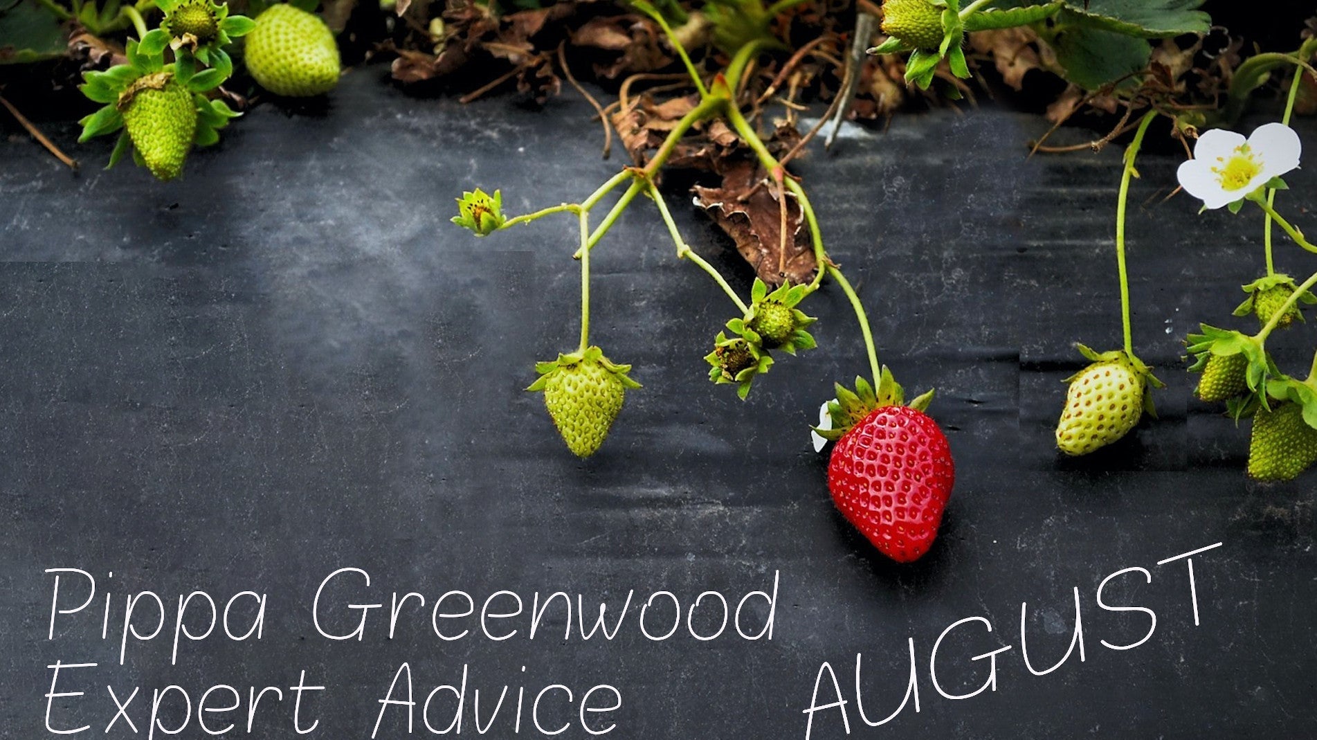 Haxnicks- pippa greenwood gardening advice/tips- gardening guide for salads