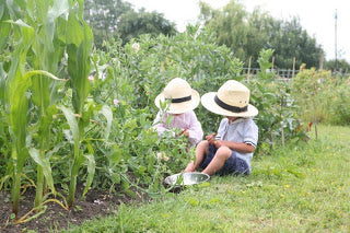 Haxnicks- allotment gardening- kids gardening- how to get an allotment 