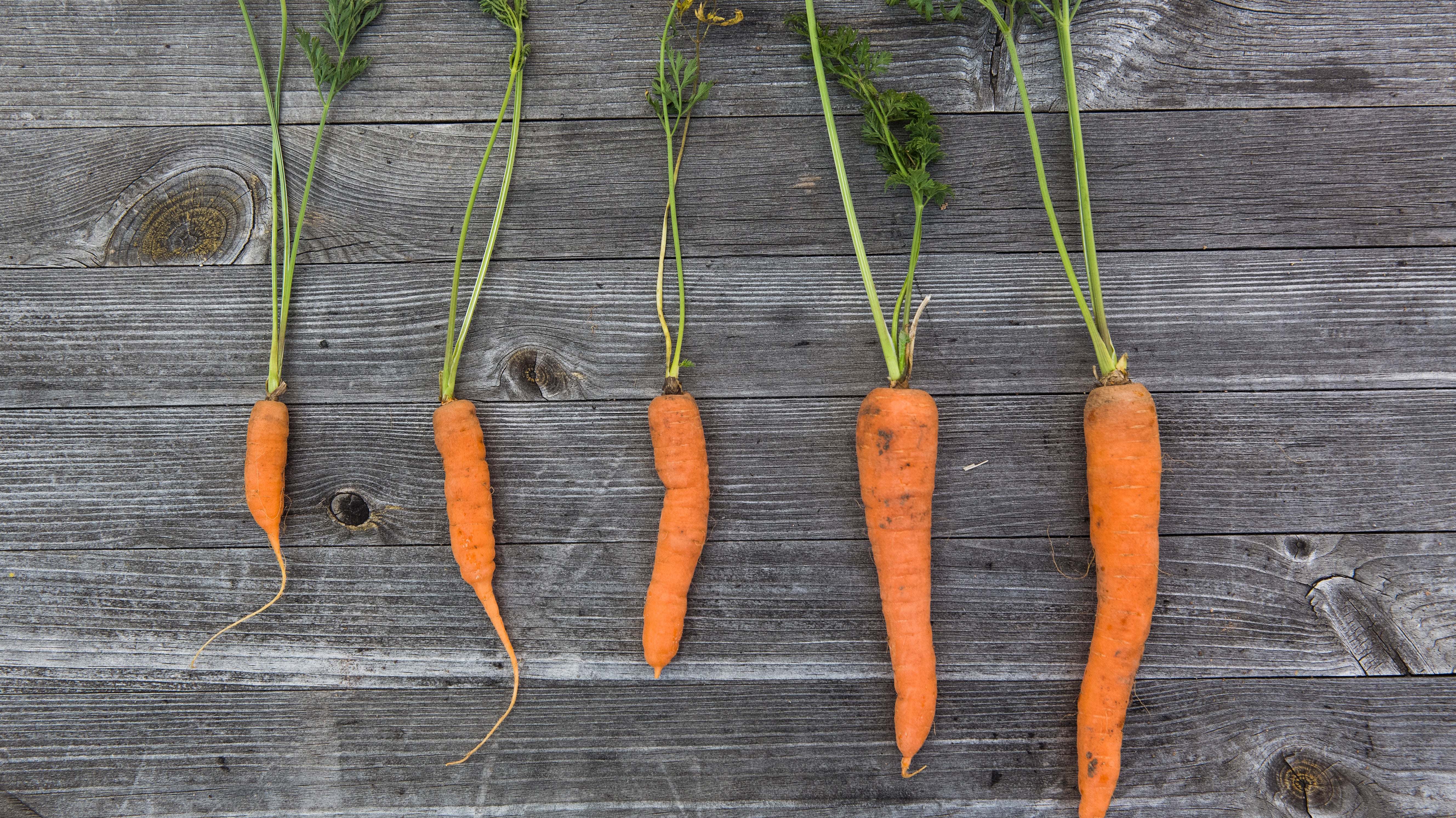 6 Ways to solve your Carrot growing problems