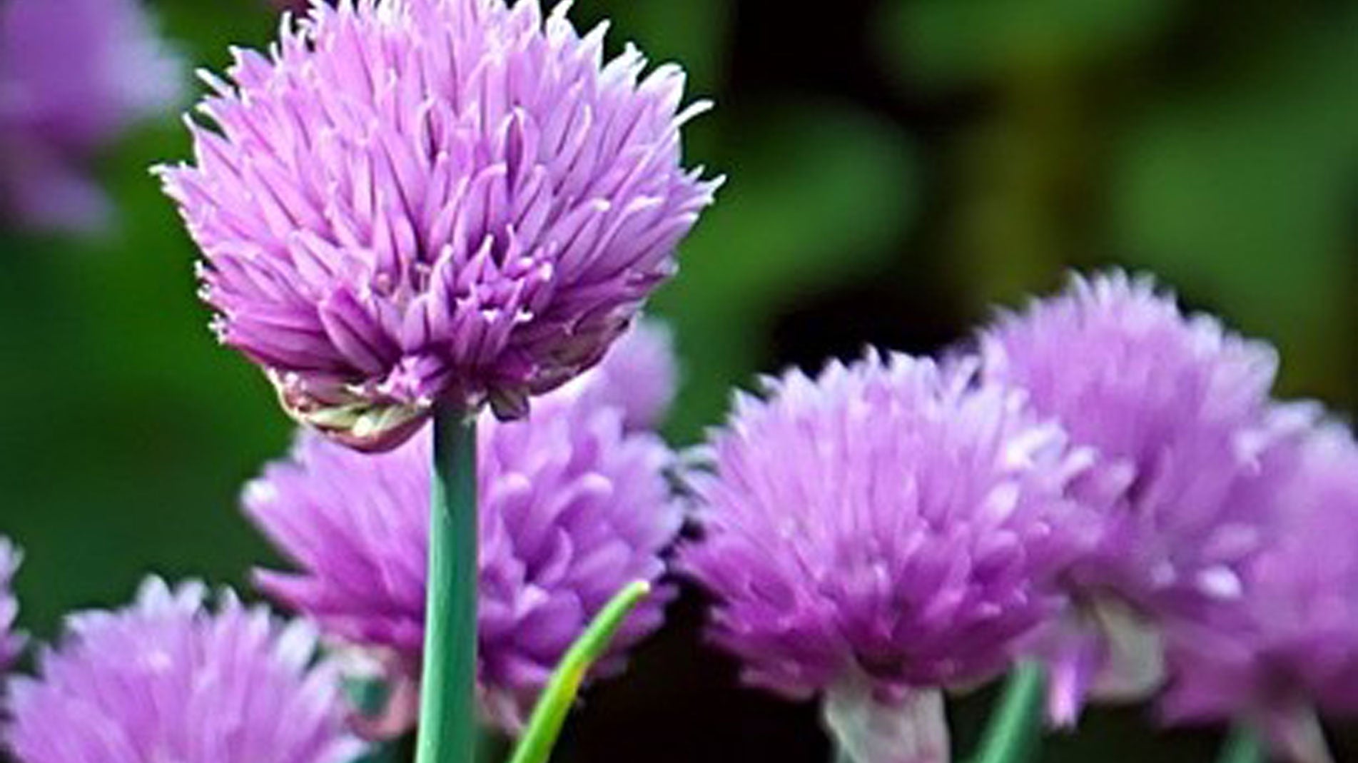 Grow at Home how to grow chives the best way