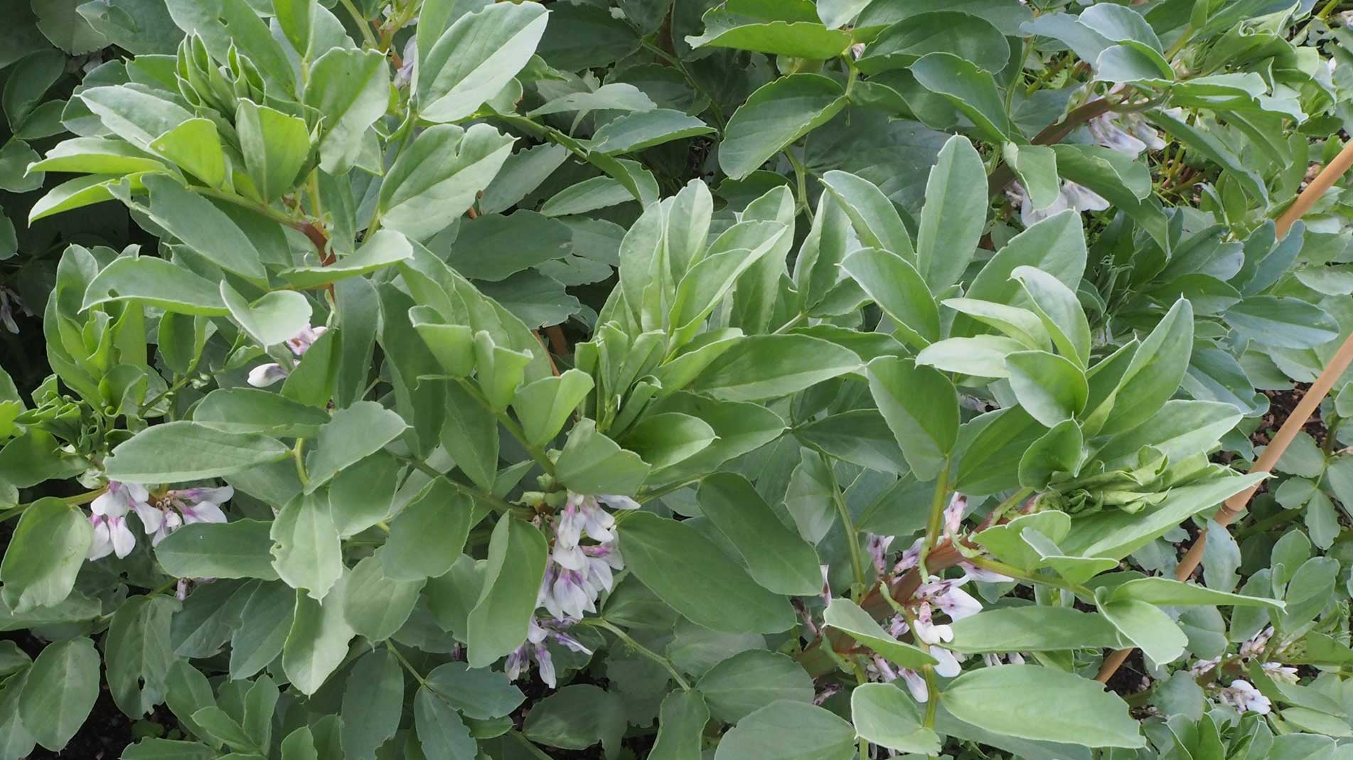 The best way to grow broad beans in Haxnicks Vigoroot Pots