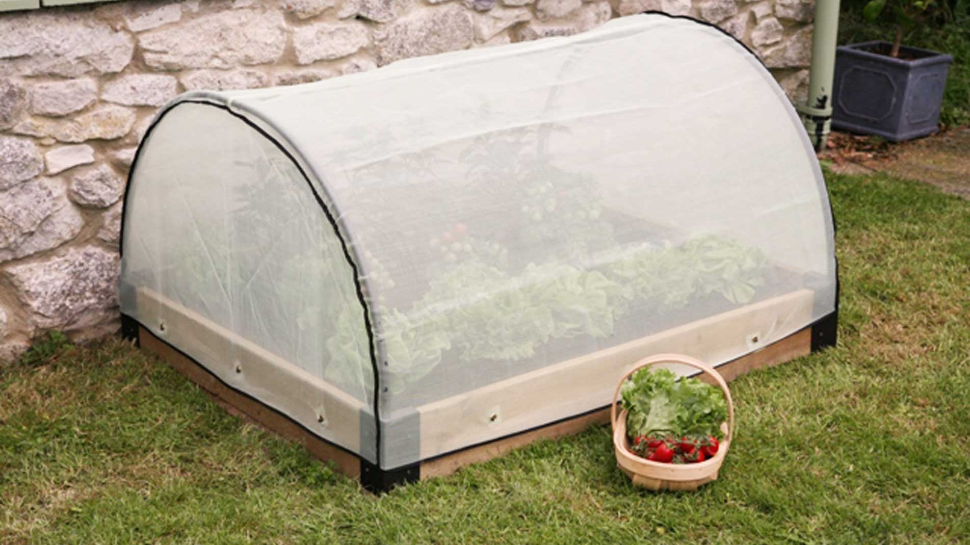 Haxnicks- raised bed- empty the greenhouse-growing outdoors