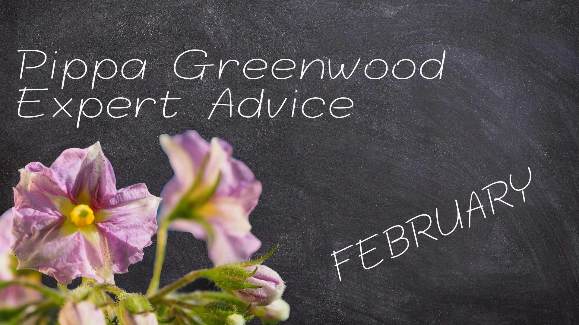 Blackboard with potato flower announcing Pippa Greenwood gardening advice for February