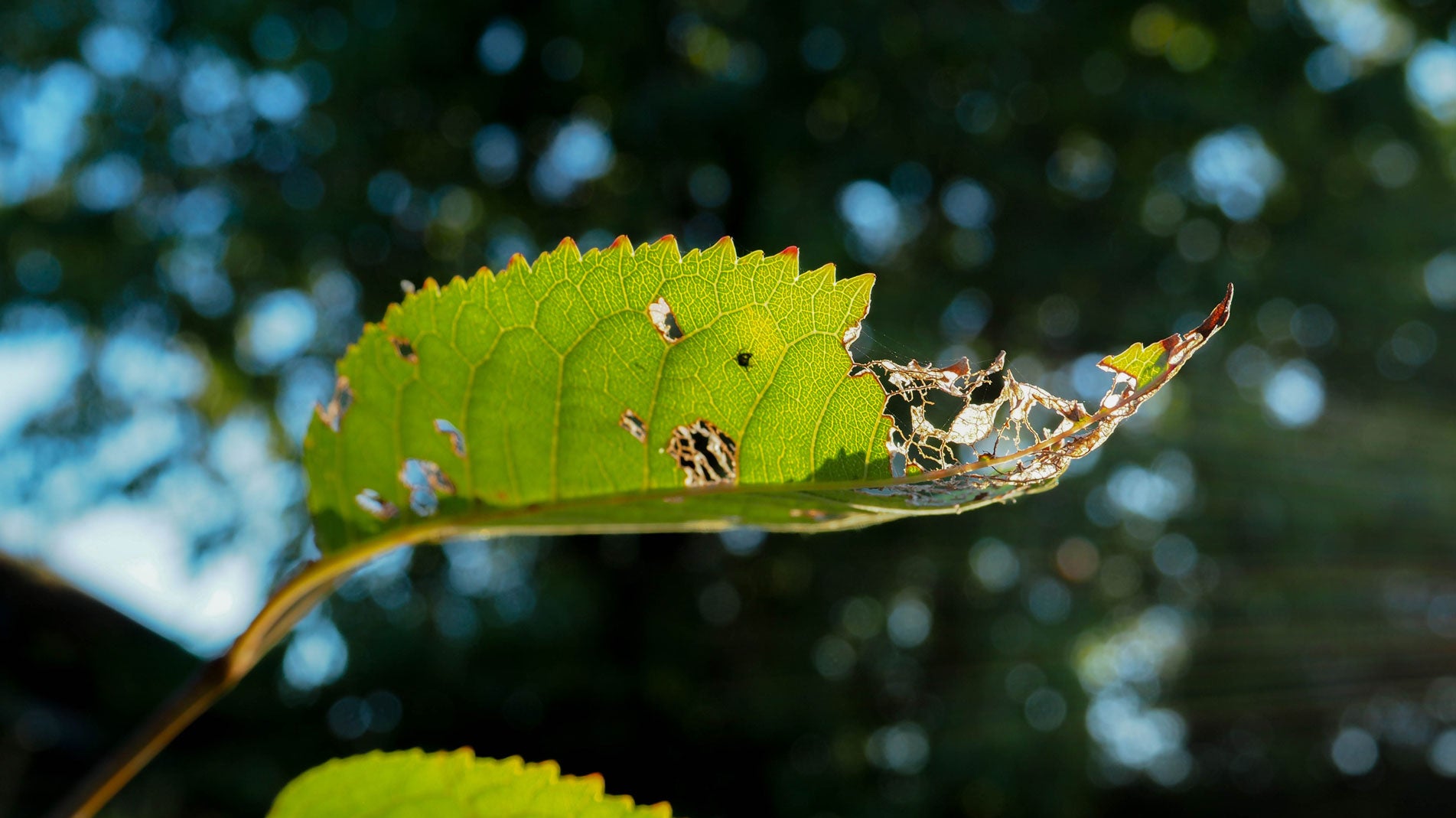 How to photograph plant and your garden the best way Haxnicks tips