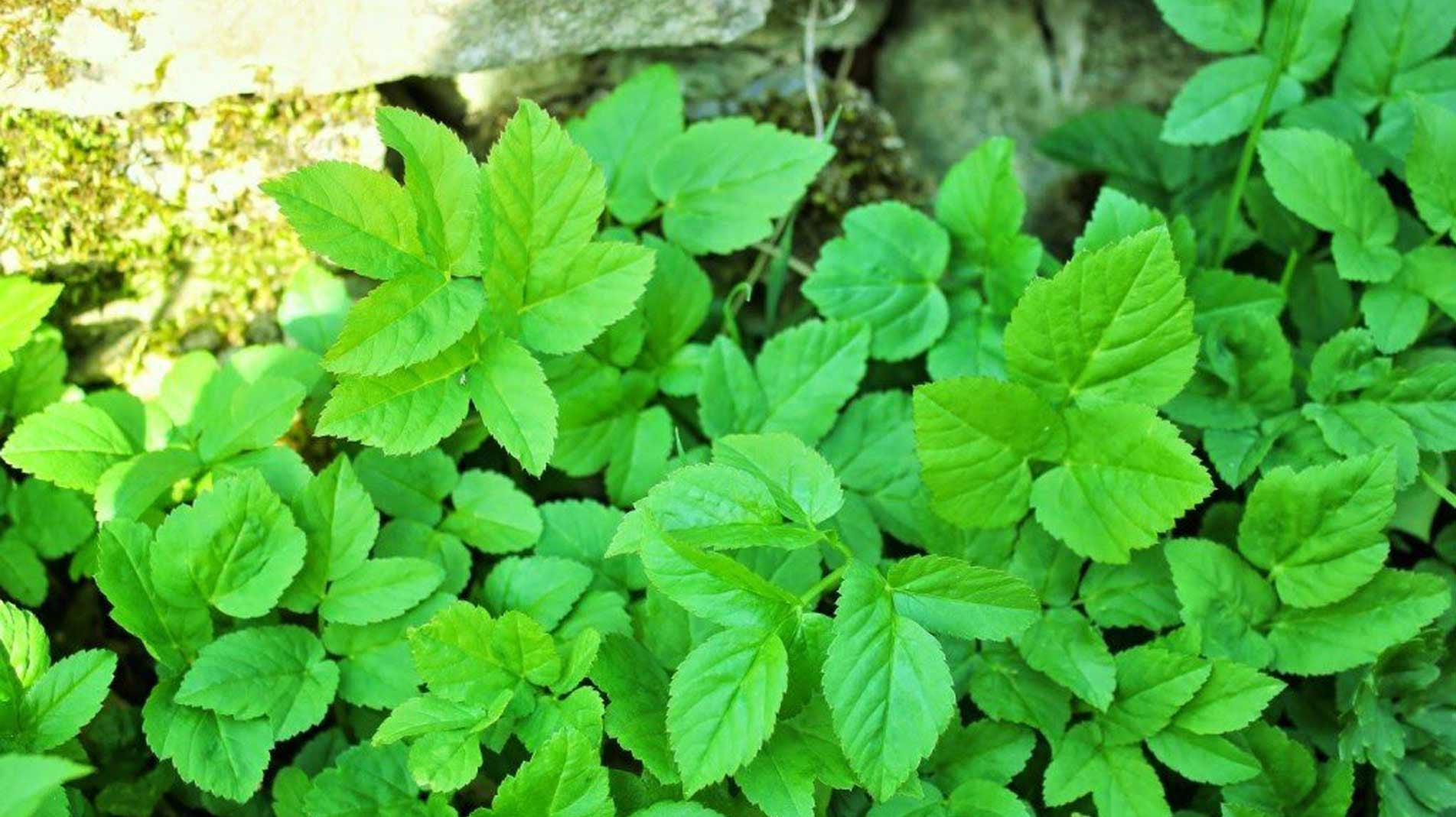 weeds how to eradicate ground elder
