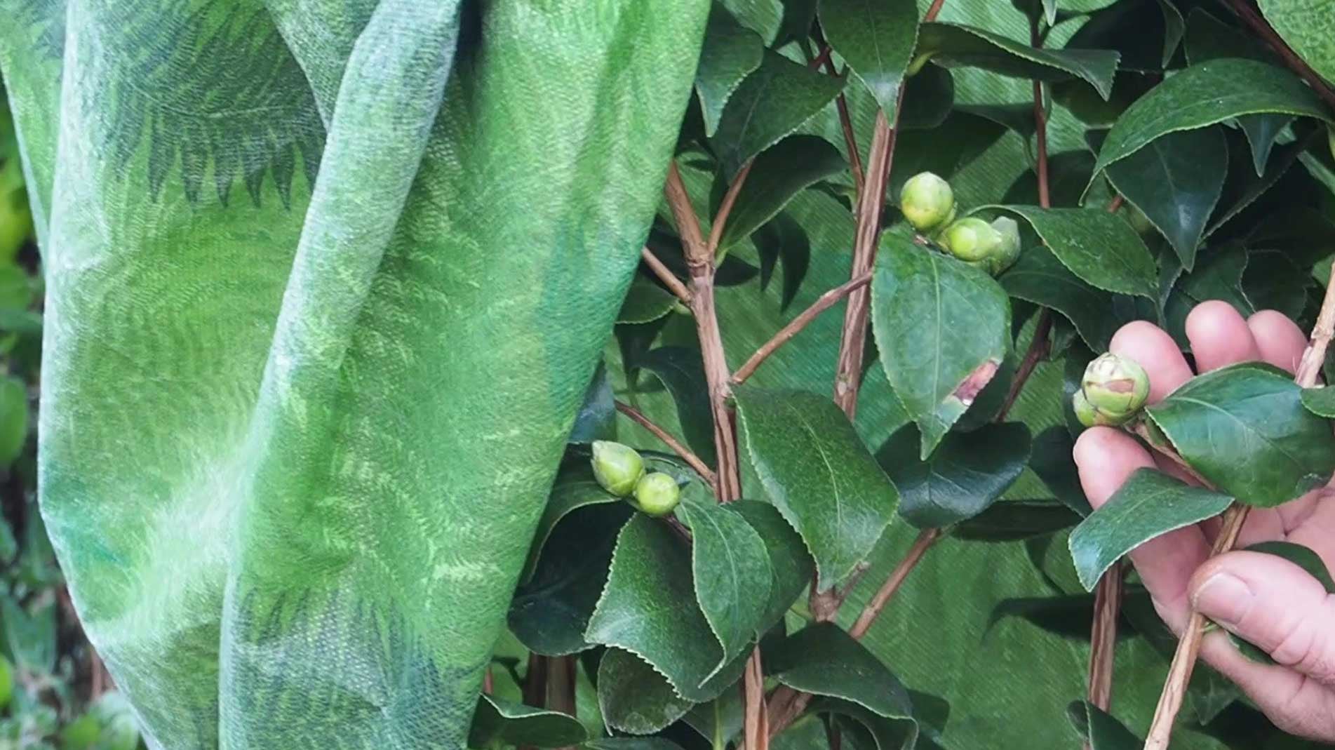 Haxnicks Green fern fleece jacket frost & weather plant protection