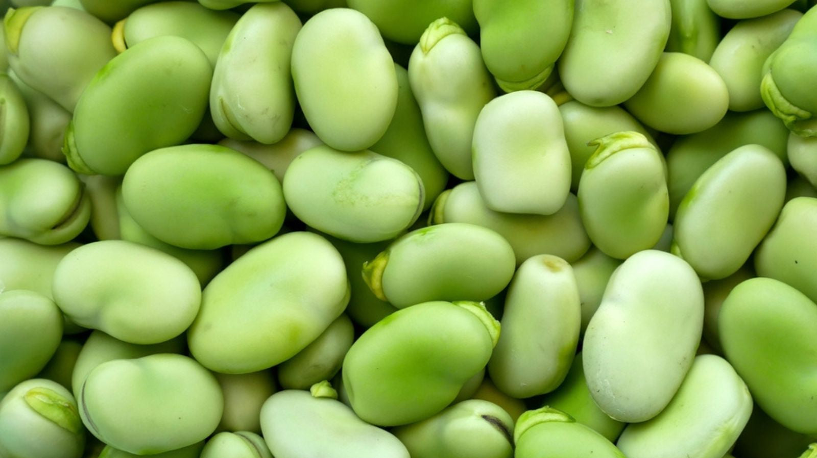 Frame filled with broad beans