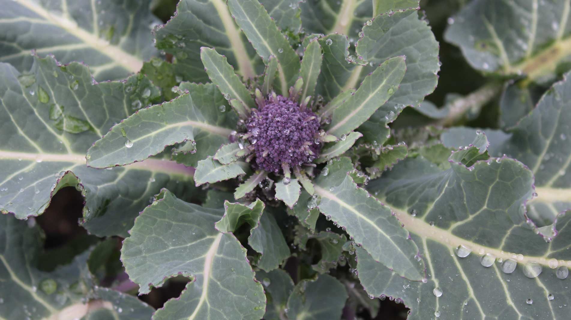 Haxnicks gardening advice how to grow broccoli & calabrese the best way