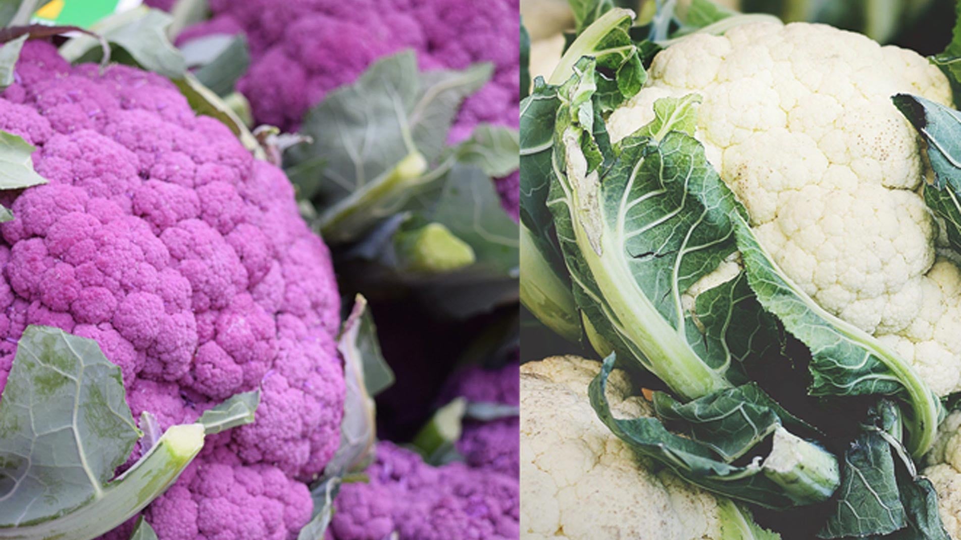 grow at home Cauliflower, how to grow purple cauliflower
