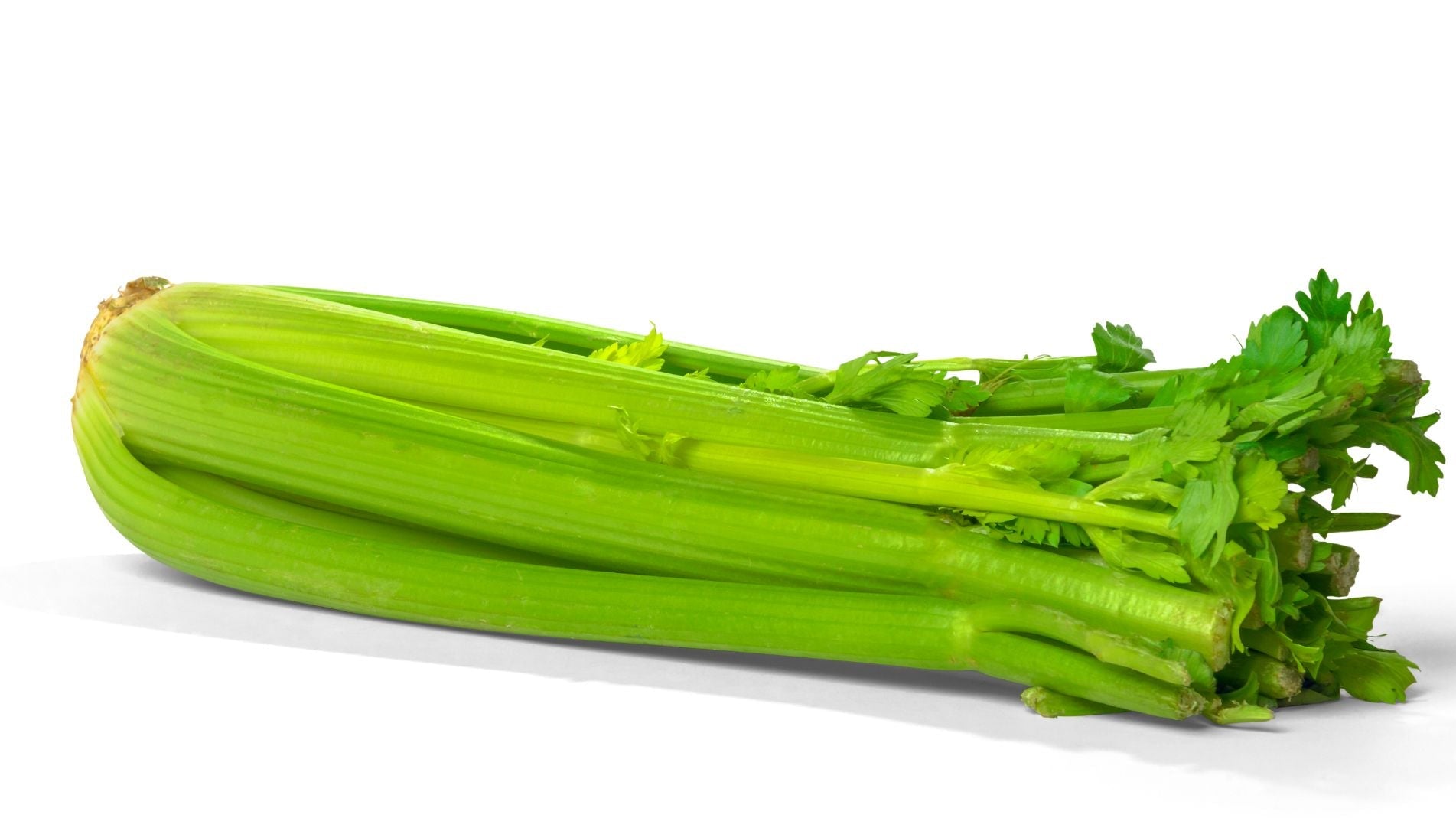 How to Grow Celery - self-blanching or trench: which to choose?