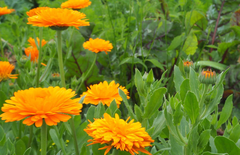 Marigolds great for companion planting - learn how to do companion planting