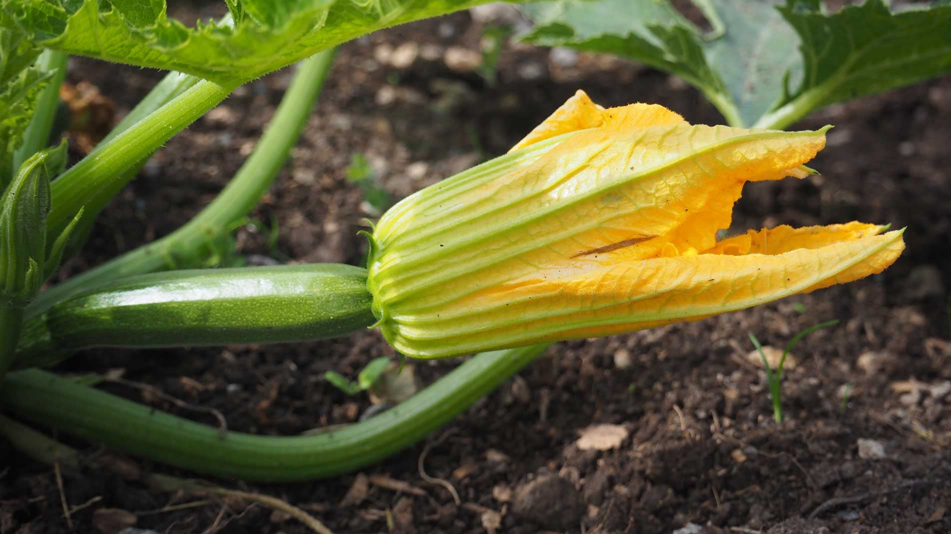 How to grow Courgettes squash & gourds