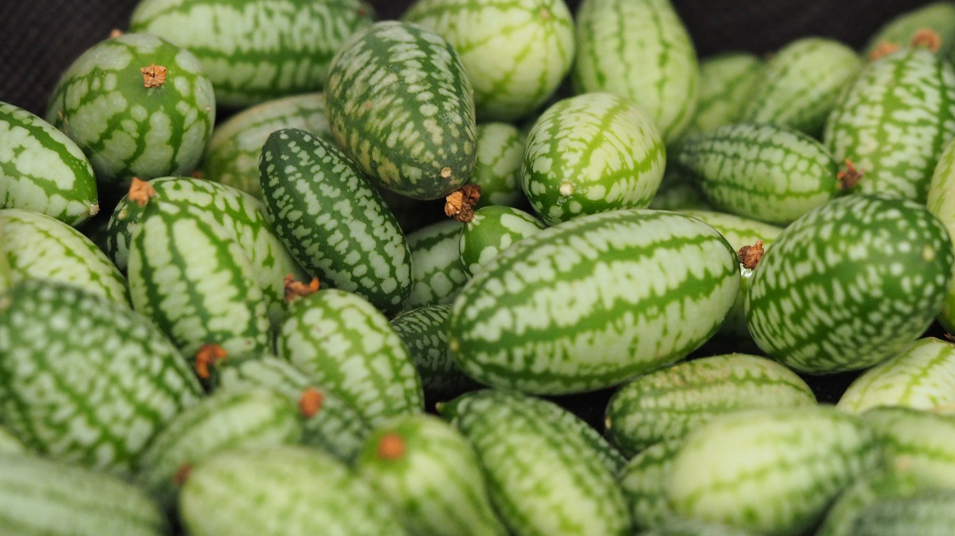 haxnicks- how to grow cucamelon- mini watermelon - Mexican sour gherkin- mouse melon