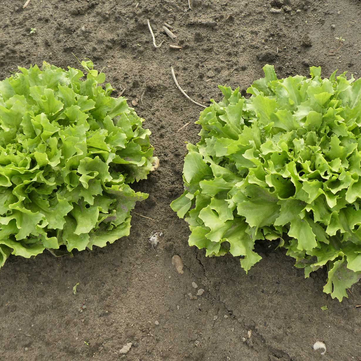 Growing Endive for winter or summer cropping  Haxnicks