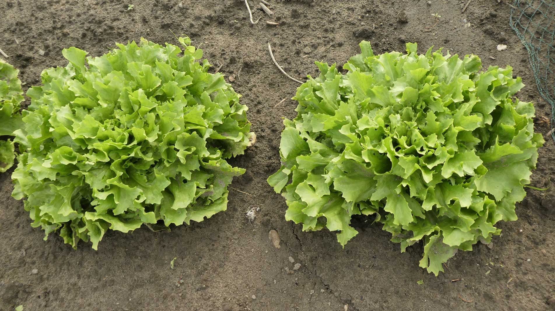 Grow at Home how to grow endive the best way