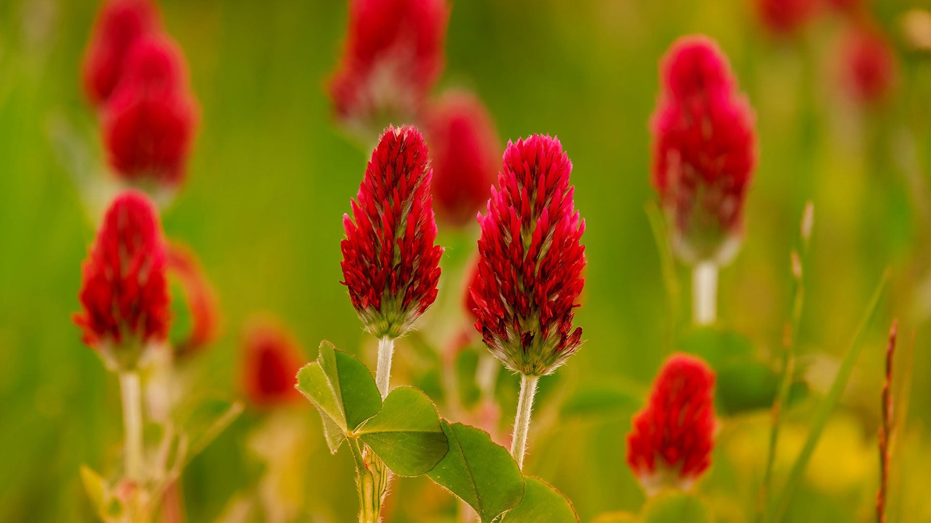 How to grow green manure to improve soil and prevent erosion