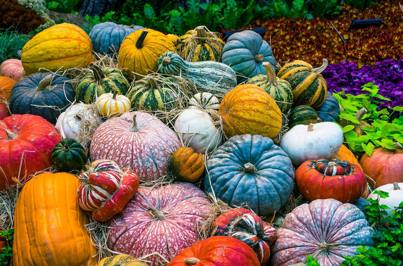 haxnicks- is my pumpkin ripe- pumpkin gardening guide advice- pile of pumpkins