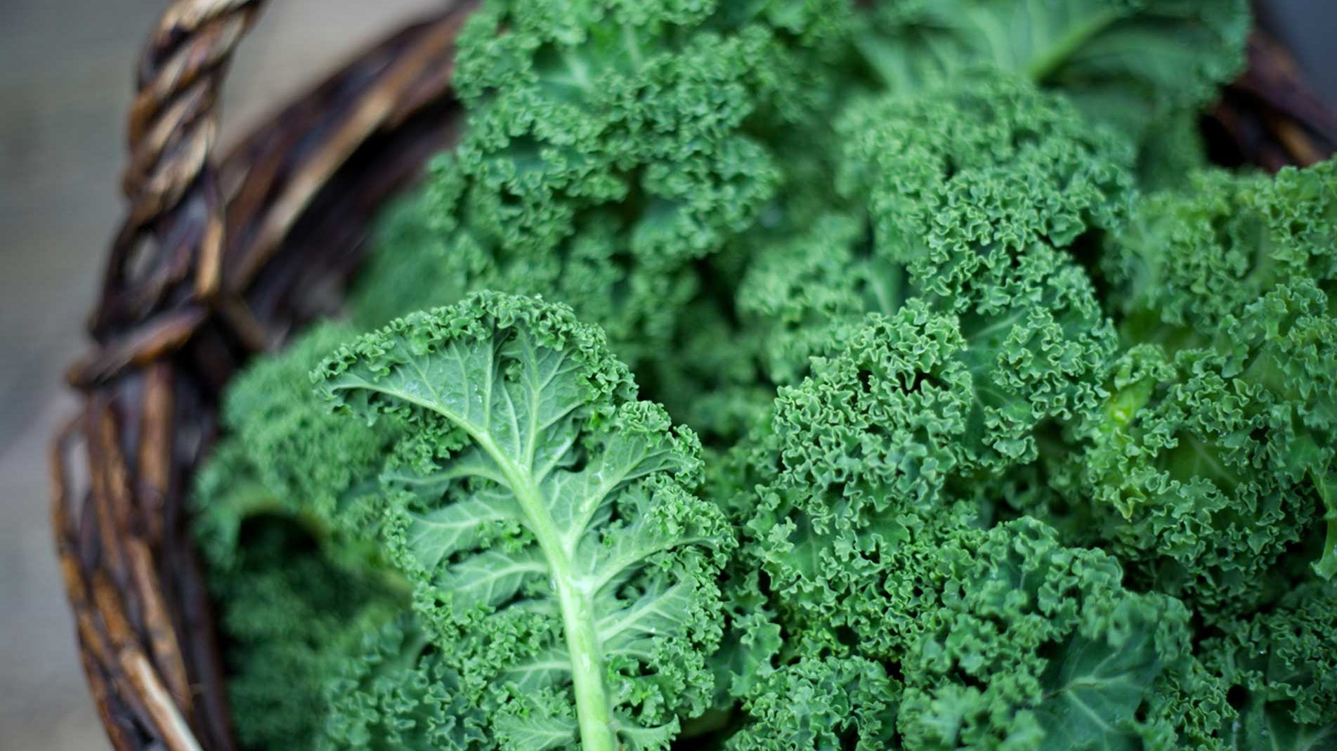 Grow at home how to grow Kale the best way