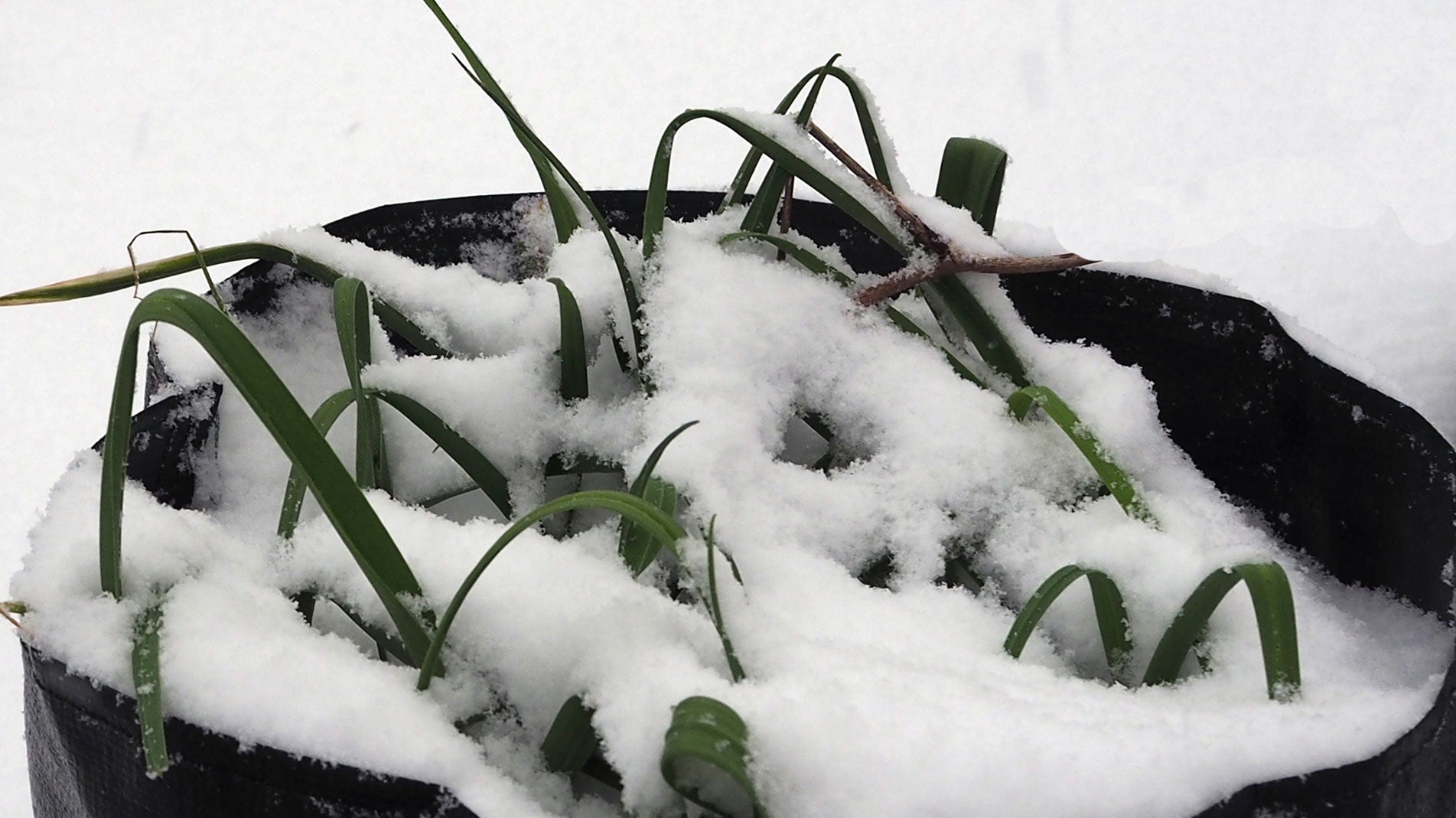 Haxnicks Gardening tips how to grow leeks the best way