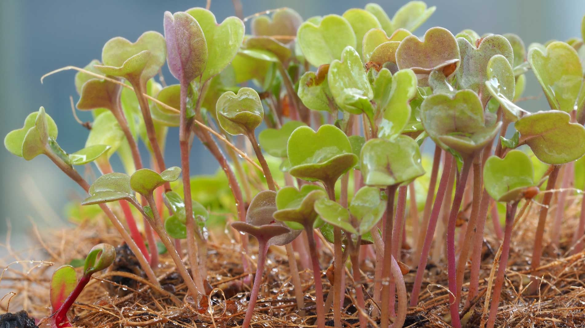 How to grow microgreens