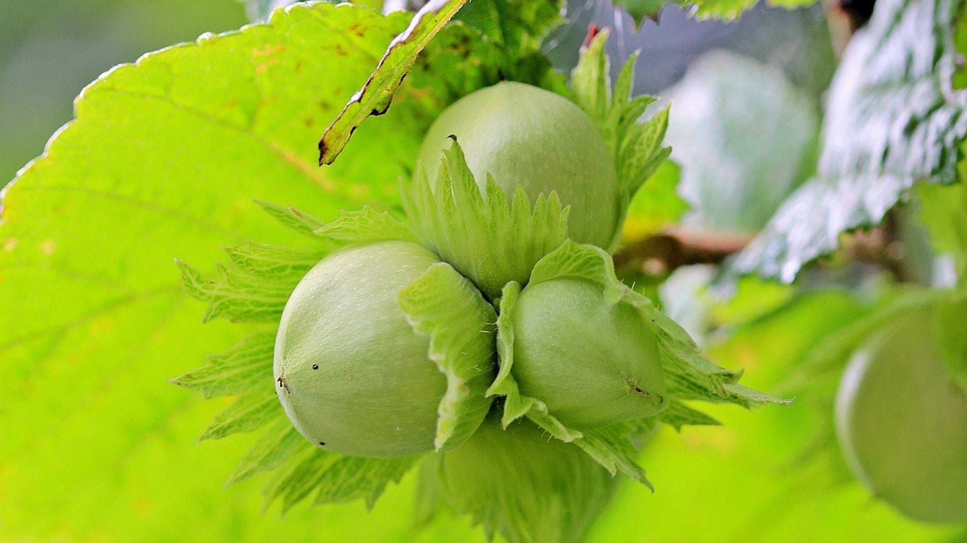 How to grow hazel trees, hazel bushes, hazel hedging and hazelnuts