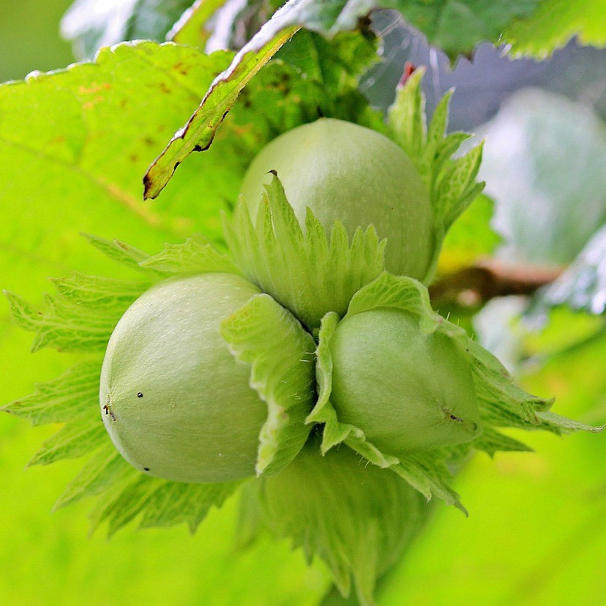 How to grow hazel trees, hazel bushes, hazel hedging and hazelnuts